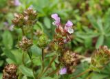 Prunella grandiflora