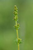 Galium verum