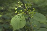 Viburnum wrightii. Верхушка побега с незрелыми плодами. Сахалинская обл., Томаринский р-н, окр. г. Томари, средняя часть склона сопки, вершина распадка. 30.07.2017.