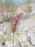 Setaria pumila