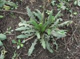 Cichorium intybus