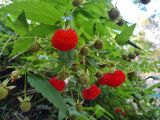 Rubus probus. Побег с плодами. Австралия, г. Брисбен, ботанический сад. 30.05.2021.