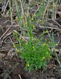 Ranunculus sceleratus. Цветущее растение. Астраханская обл., Лиманский р-н, ильмень Кюте, заросли тростника у воды. 24.04.2021.