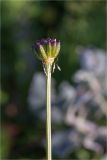 Trollius europaeus. Верхушка побега с плодом. Мурманская обл., п-в Рыбачий, побережье Большой Волоковой губы севернее м. Коровий, разнотравный приморский луг вблизи ручья. 28.07.2020.