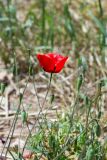 род Papaver