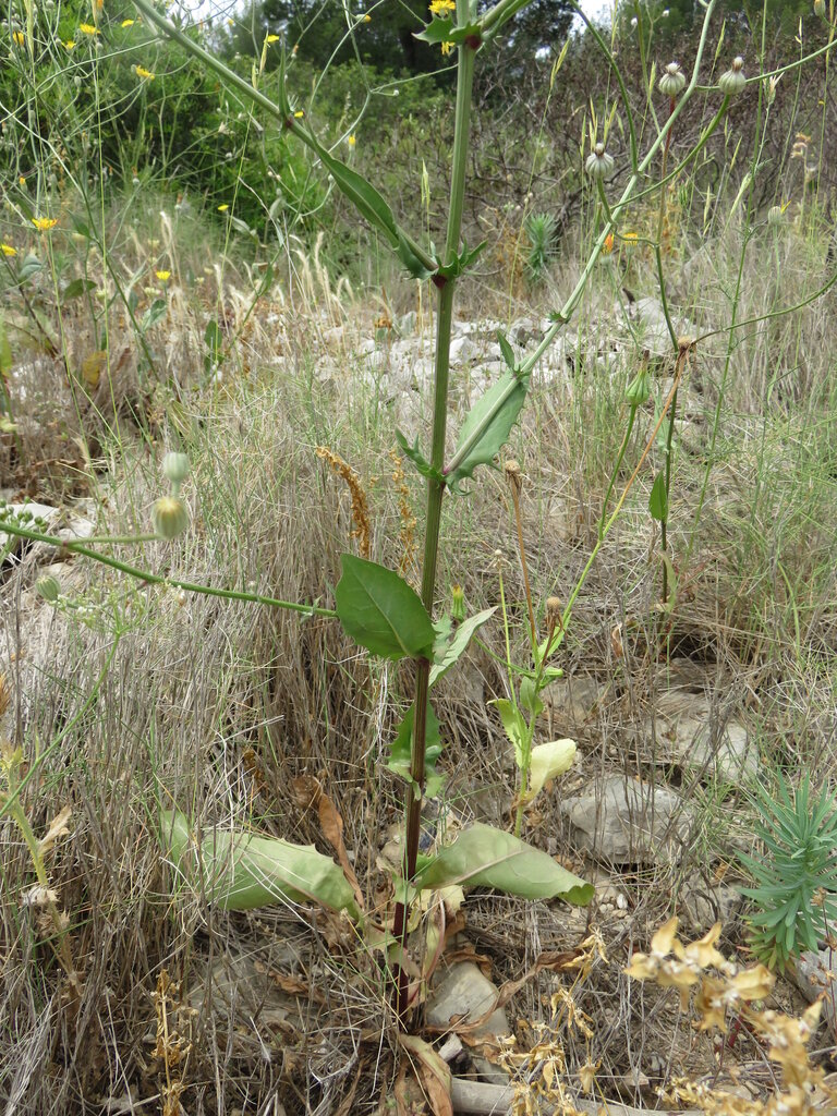 Изображение особи Crepis dioscoridis.