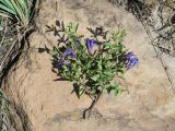 Scutellaria scordiifolia. Цветущее растение (оторвано от корня). Иркутская обл., Усть-Ордынский р-н, окр. пгт Усть-Орда, луг 08.08.2022.