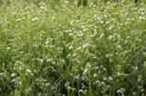 Nepeta parviflora