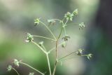 Thalictrum foetidum. Верхушка соплодия. Кабардино-Балкария, Эльбрусский р-н, долина р. Ирик, опушка соснового леса. 21.08.2023.