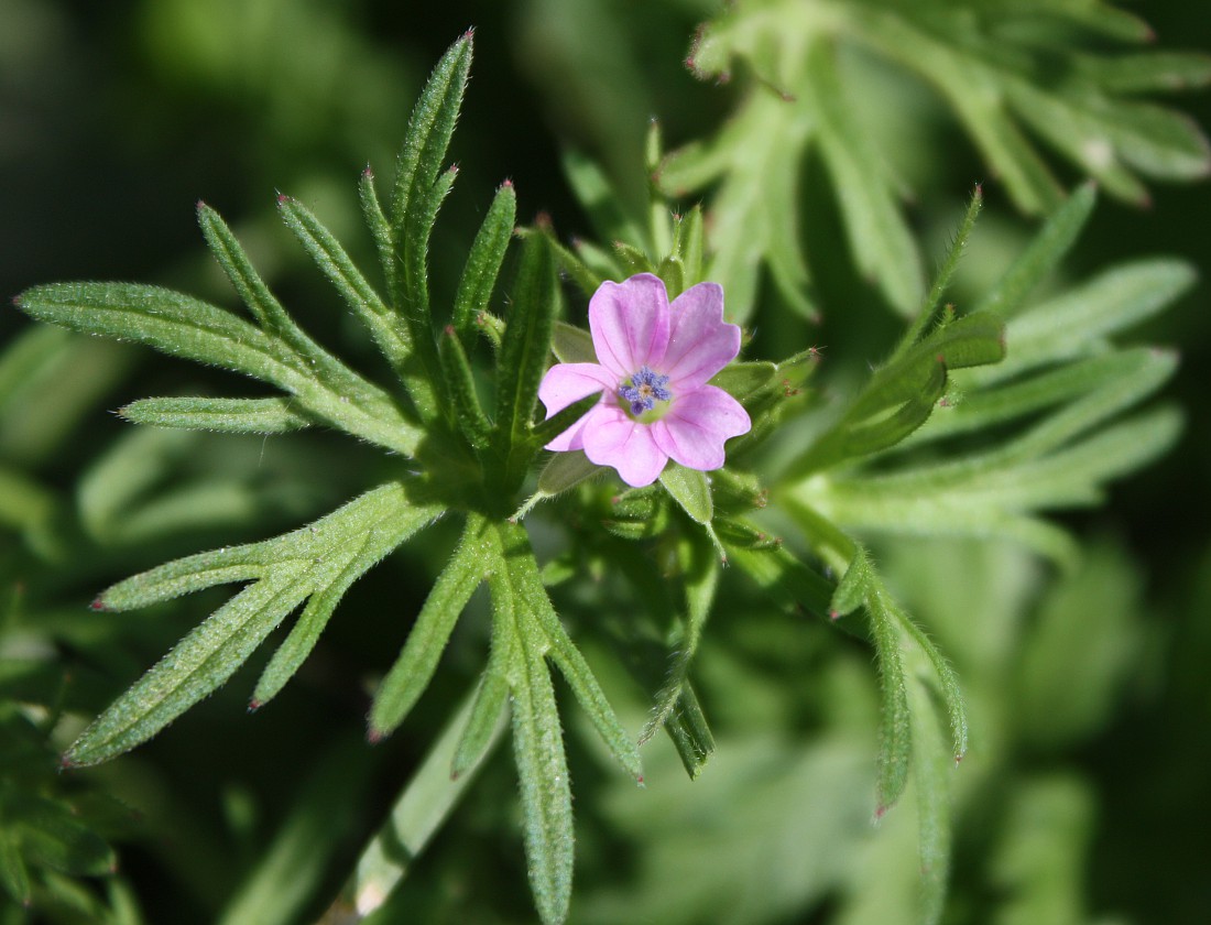 Изображение особи Geranium dissectum.