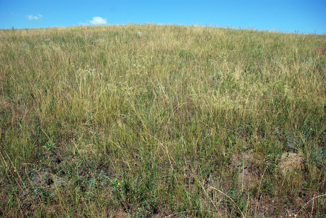 Изображение особи Elytrigia stipifolia.