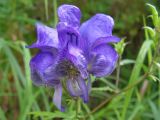 Aconitum sczukinii