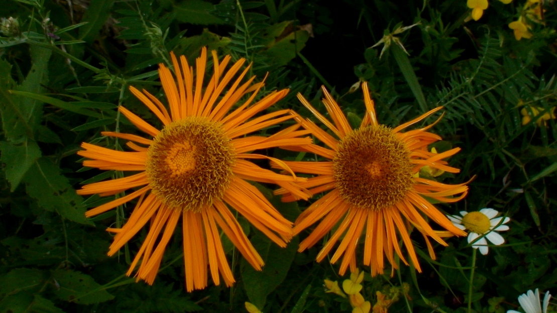 Изображение особи Inula orientalis.