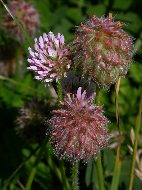 Image of Trifolium fragiferum specimen.