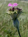 Dianthus andrzejowskianus. Верхушка цветущего растения. Ростовская обл., Персиановская степь, Аютинские склоны, верхняя часть правого коренного берега р. Аюта. 15.05.2012.