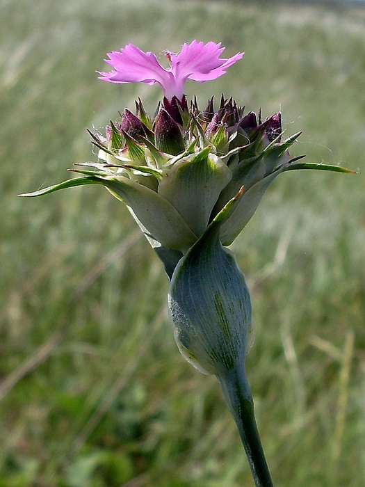 Изображение особи Dianthus andrzejowskianus.