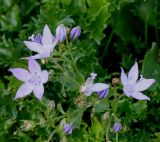 Campanula garganica