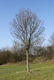 Fraxinus excelsior