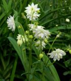 Aquilegia vulgaris variety stellata. Цветущее растение (культивар \"White Barlow\"). Подмосковье, г. Одинцово, клумба. Май 2013 г.