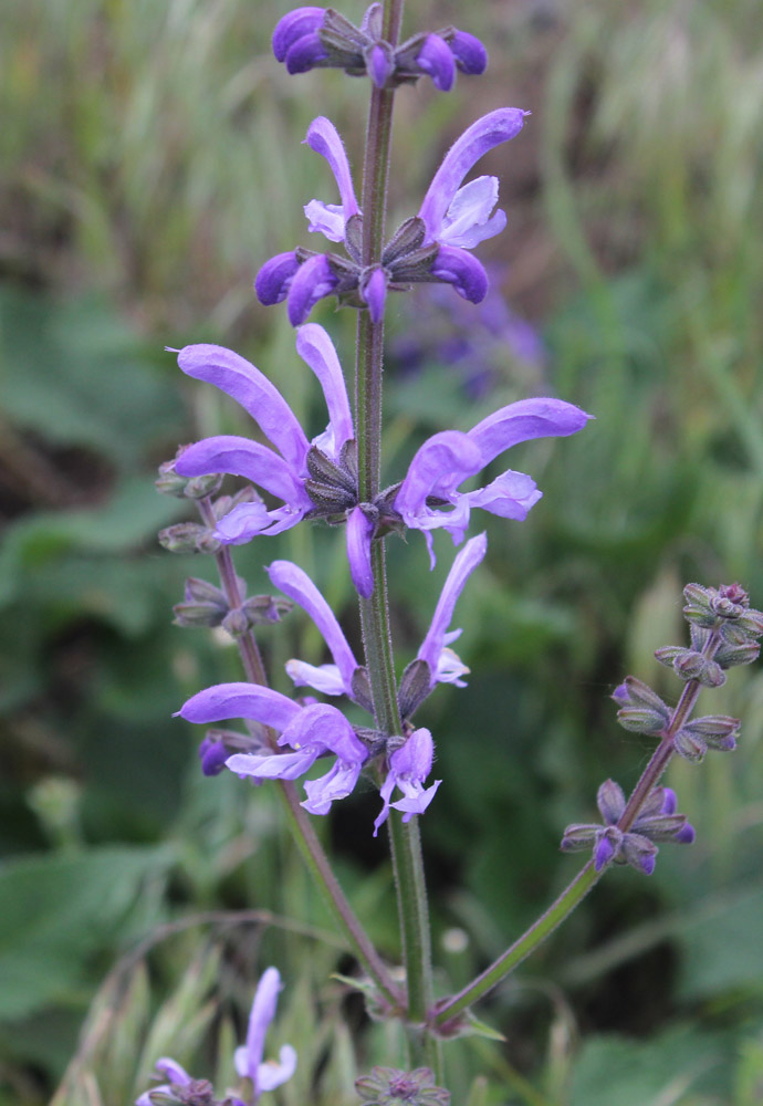 Изображение особи Salvia kuznetzovii.