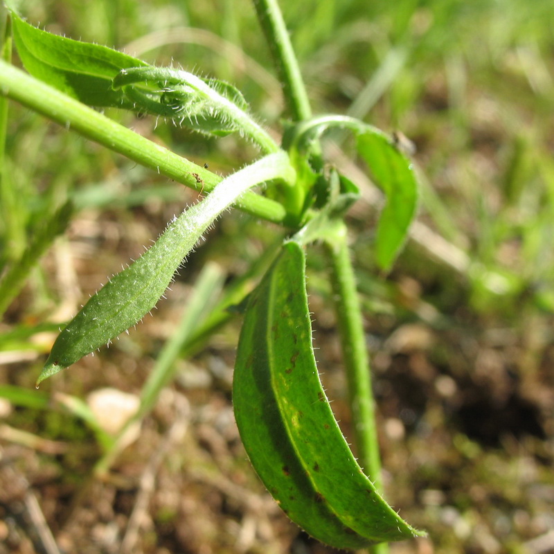 Изображение особи род Crepis.