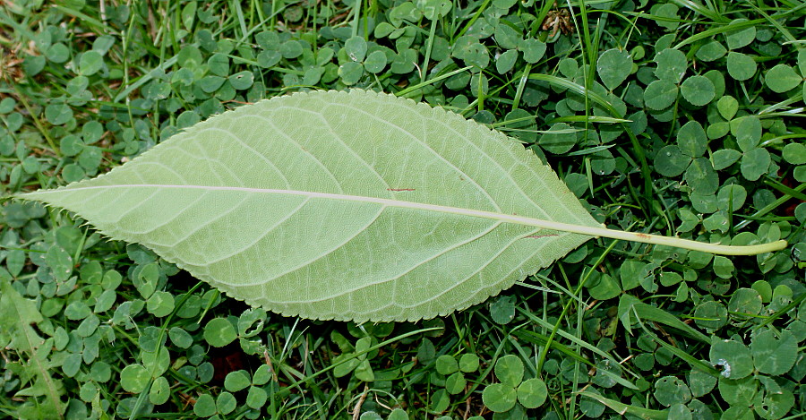 Изображение особи Prunus serrulata.