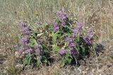 Phlomis regelii