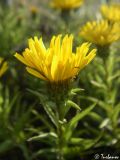 Inula ensifolia