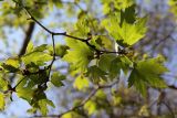 Platanus orientalis