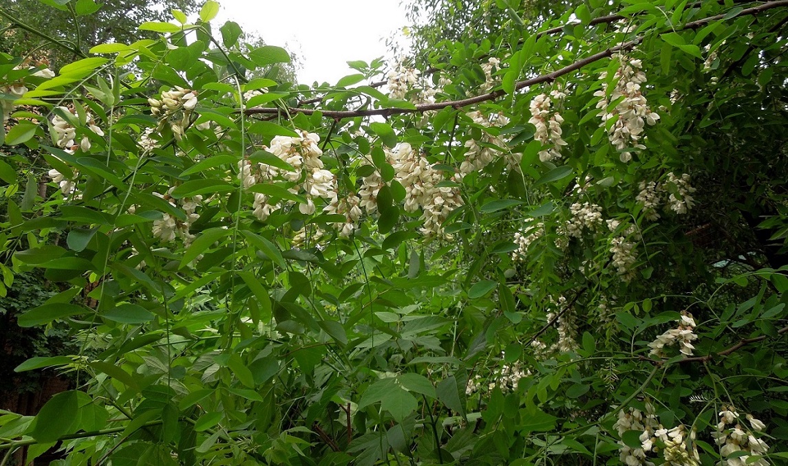 Изображение особи Robinia pseudoacacia.