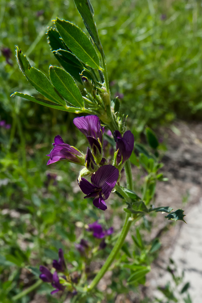 Изображение особи Medicago sativa.