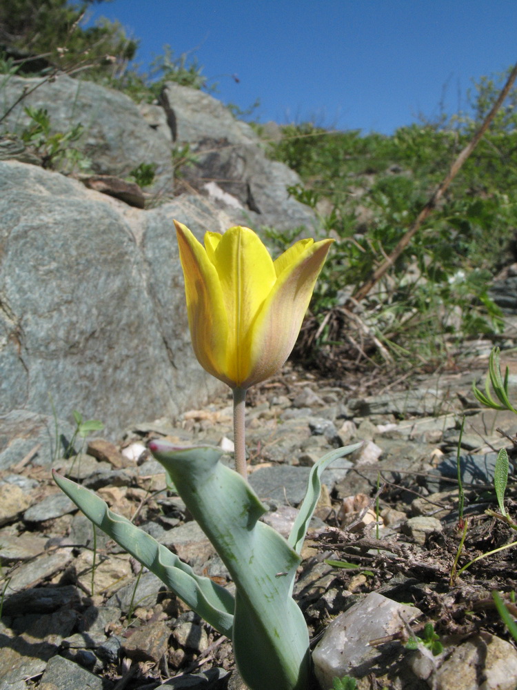 Изображение особи Tulipa annae.