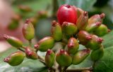 Viburnum × burkwoodii. Соплодие с плодами разной степени зрелости. Германия, г. Крефельд, Ботанический сад. 06.09.2014.
