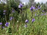 Veronica teucrium