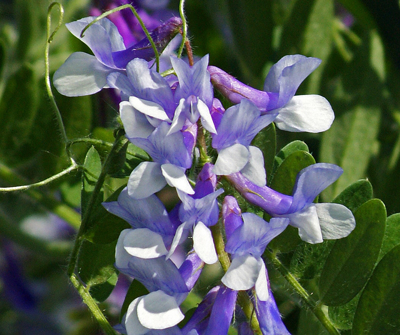 Изображение особи Vicia villosa.