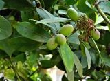 Olea europaea. Верхушки веточек с незрелыми плодами. Испания, Андалусия, г. Малага, озеленение. Август 2015 г.