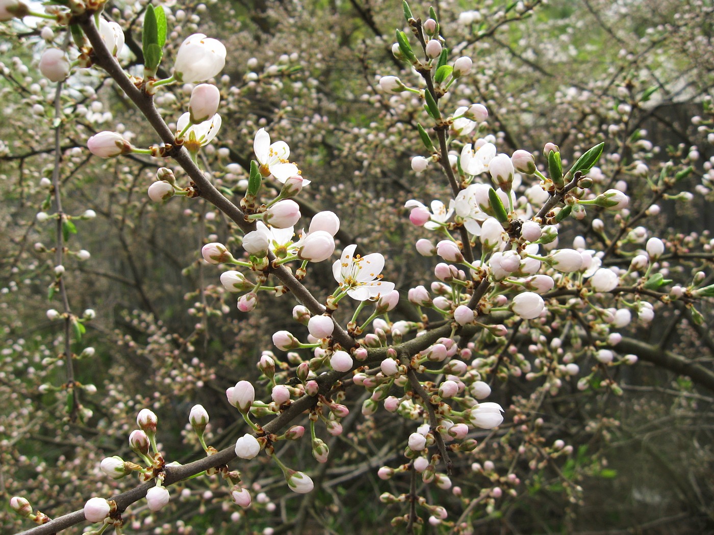 Изображение особи Prunus spinosa.