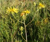 Crepis sibirica