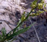 Rumex acetosella. Часть соцветия и лист. Ростовская обл., Усть-Донецкий р-н, заказник \"Нижне-Кундрюченский\", окр. станицы Нижнекундрюченская, опушка аренного леса. 07.06.2015.