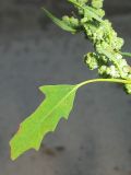 Chenopodium ficifolium. Часть побега с соплодиями. Окр. Томска, пойма Томи, днище песчаного карьера. 01.10.2009.