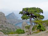 Juniperus excelsa