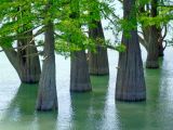 Taxodium distichum. Основания стволов, затопленные водой. Краснодарский край, г. Новороссийск, пруд у пос. Сукко, искусственные посадки. 05.06.2014.