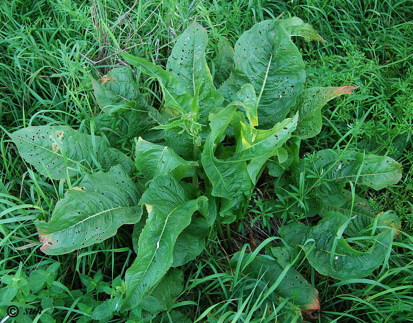 Image of Rumex confertus specimen.