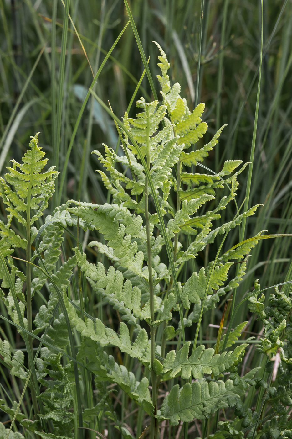 Изображение особи Dryopteris cristata.