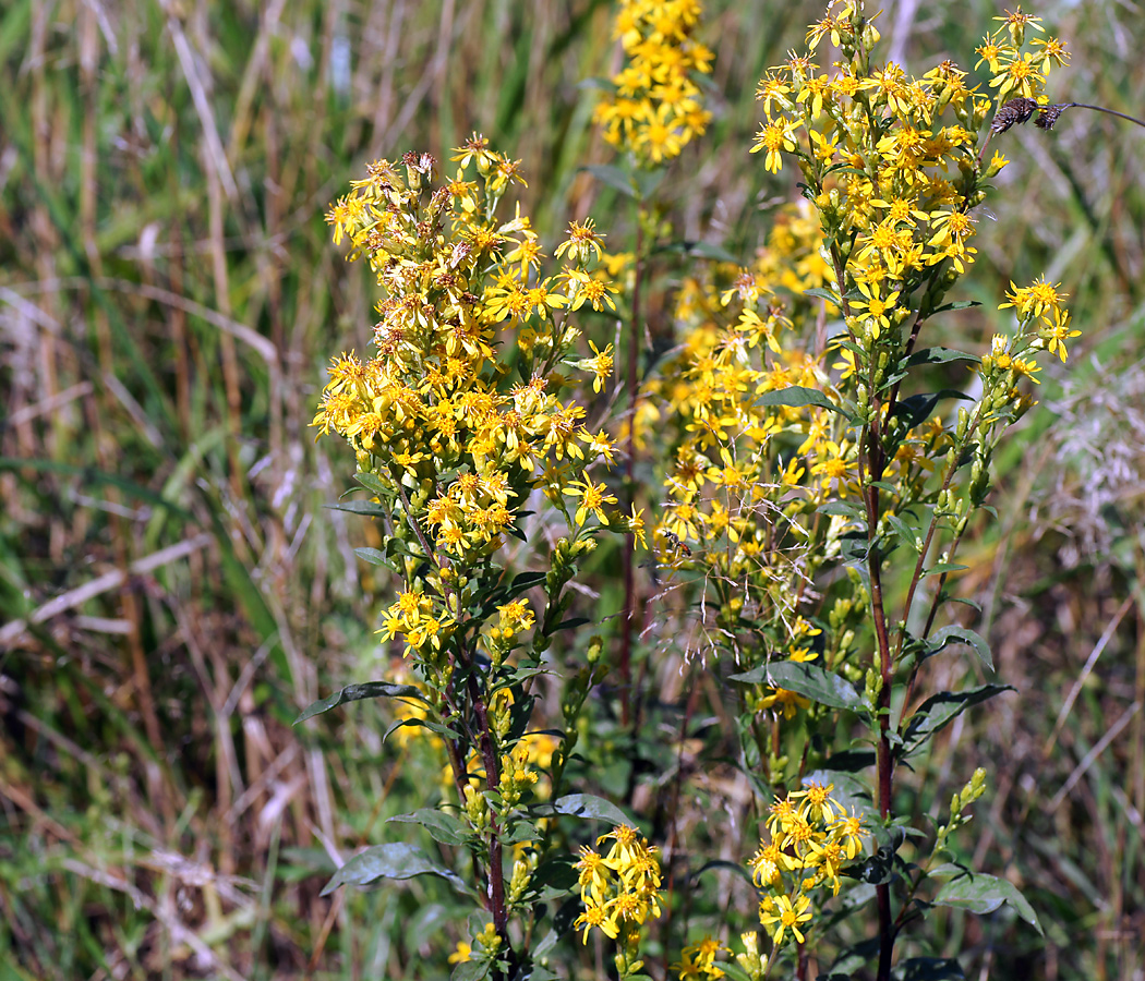 Image of Solidago virgaurea specimen.