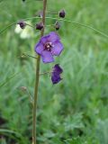 Verbascum phoeniceum. Фрагмент соцветия. Нижегородская обл., Починковский р-н, окр. с. Новоспасское, правый берег р. Рудня, ур. Кожекладка, ковыльный склон. 6 июня 2015 г.