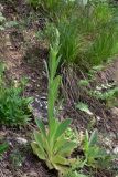 Verbascum thapsus