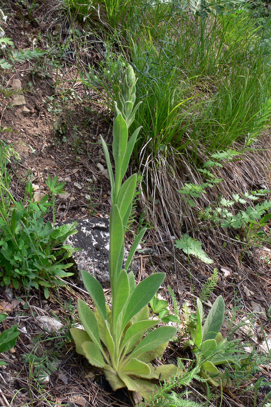 Изображение особи Verbascum thapsus.