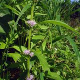 Mentha arvensis