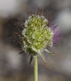 Scabiosa triniifolia